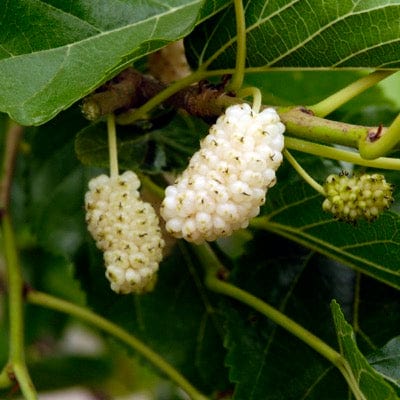 Nikita White™ Mulberry