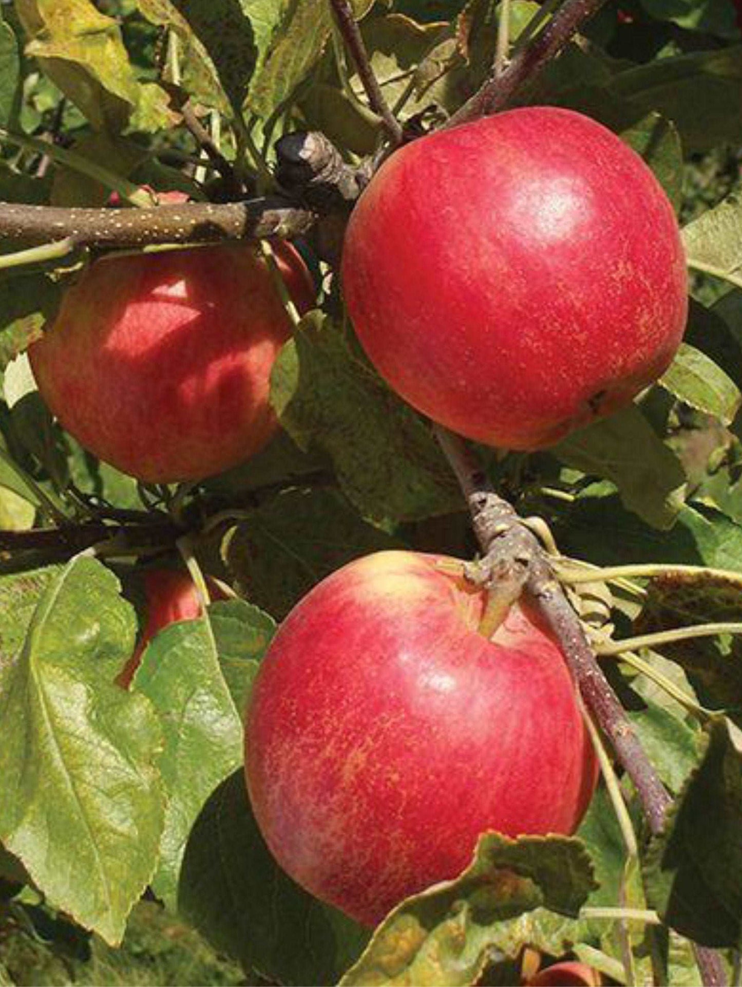 Sansa Apple