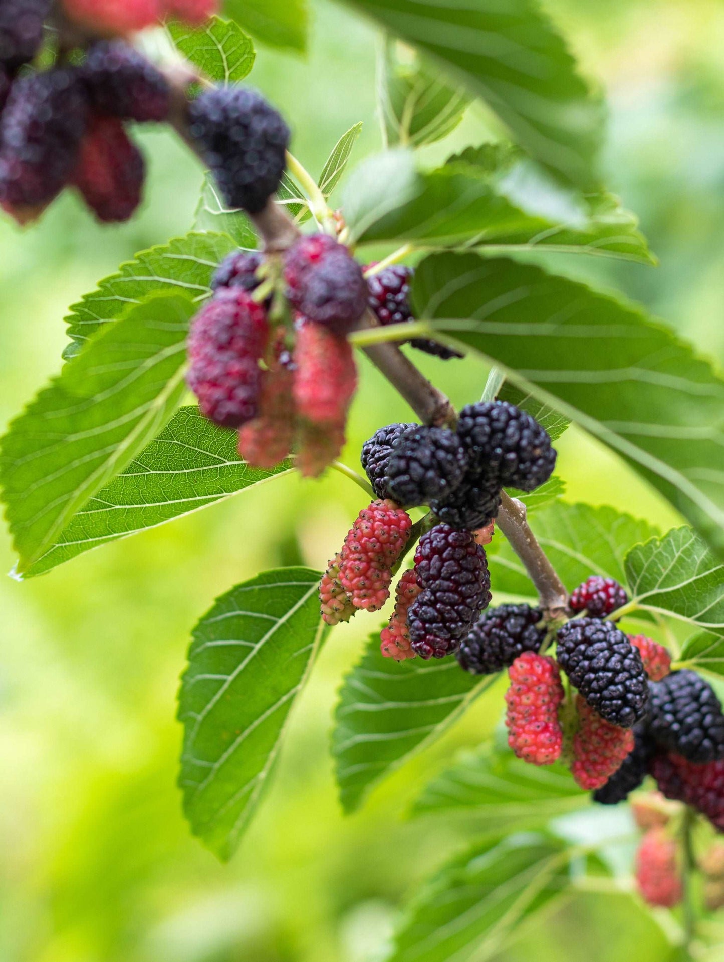 Early Bird Mulberry