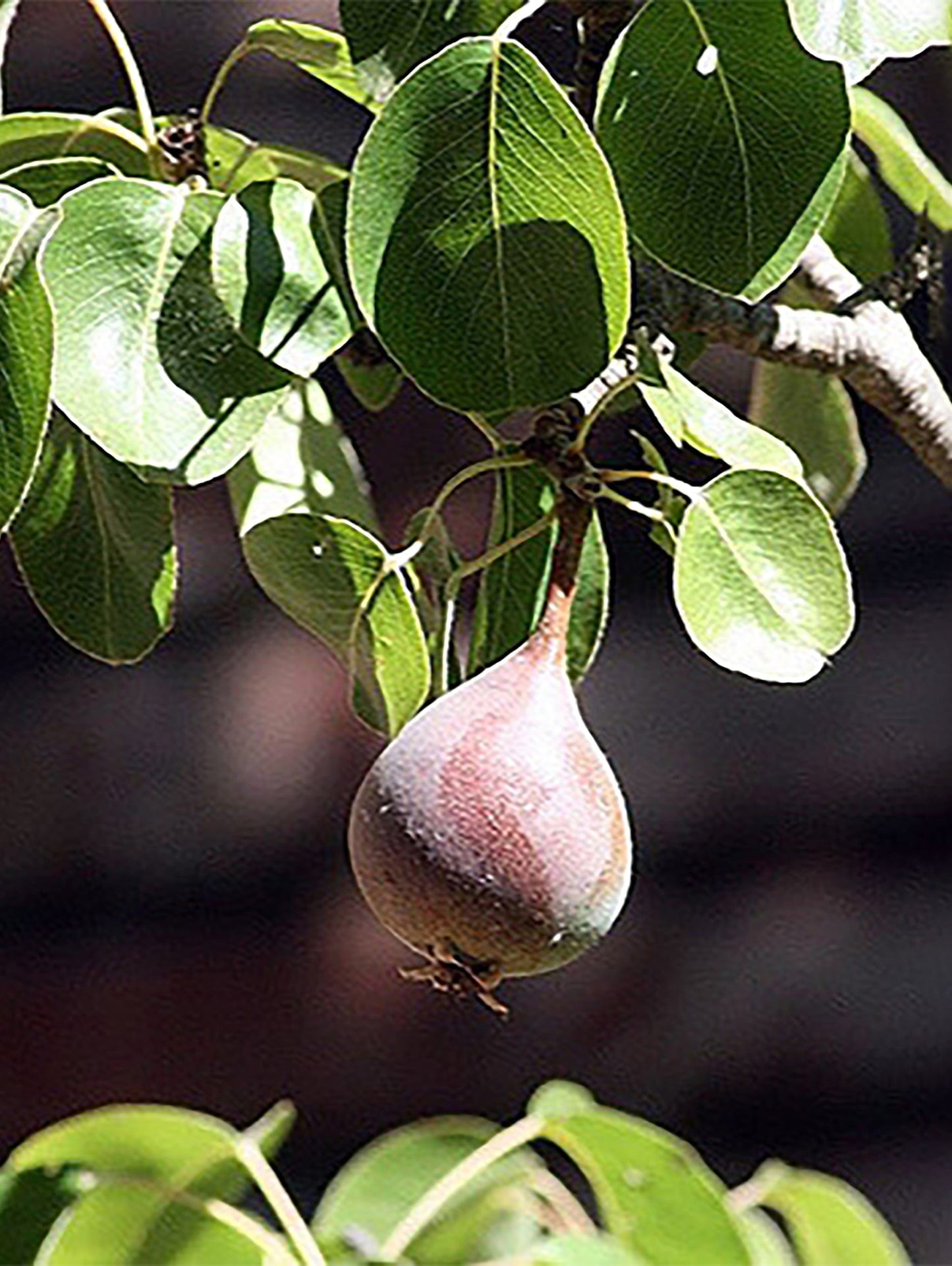 Moonglow Pear
