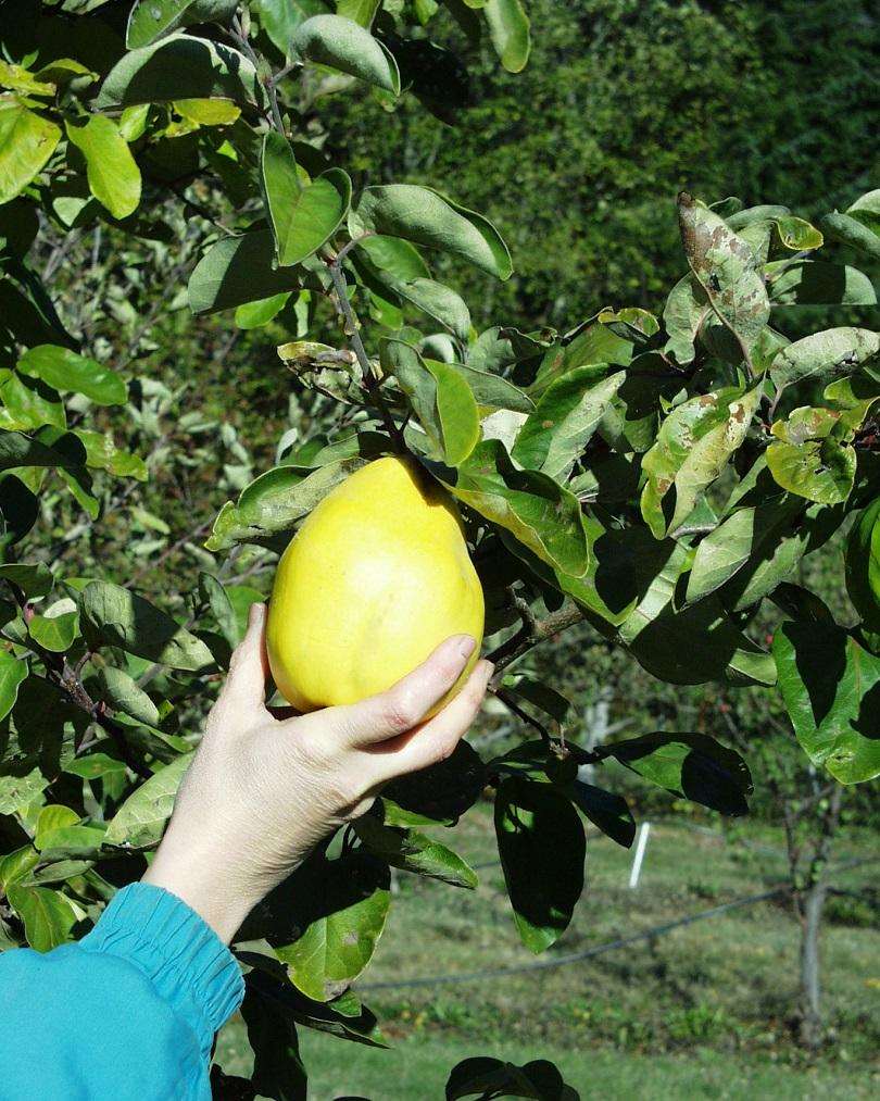 Kyzyl Kurganskaya Quince