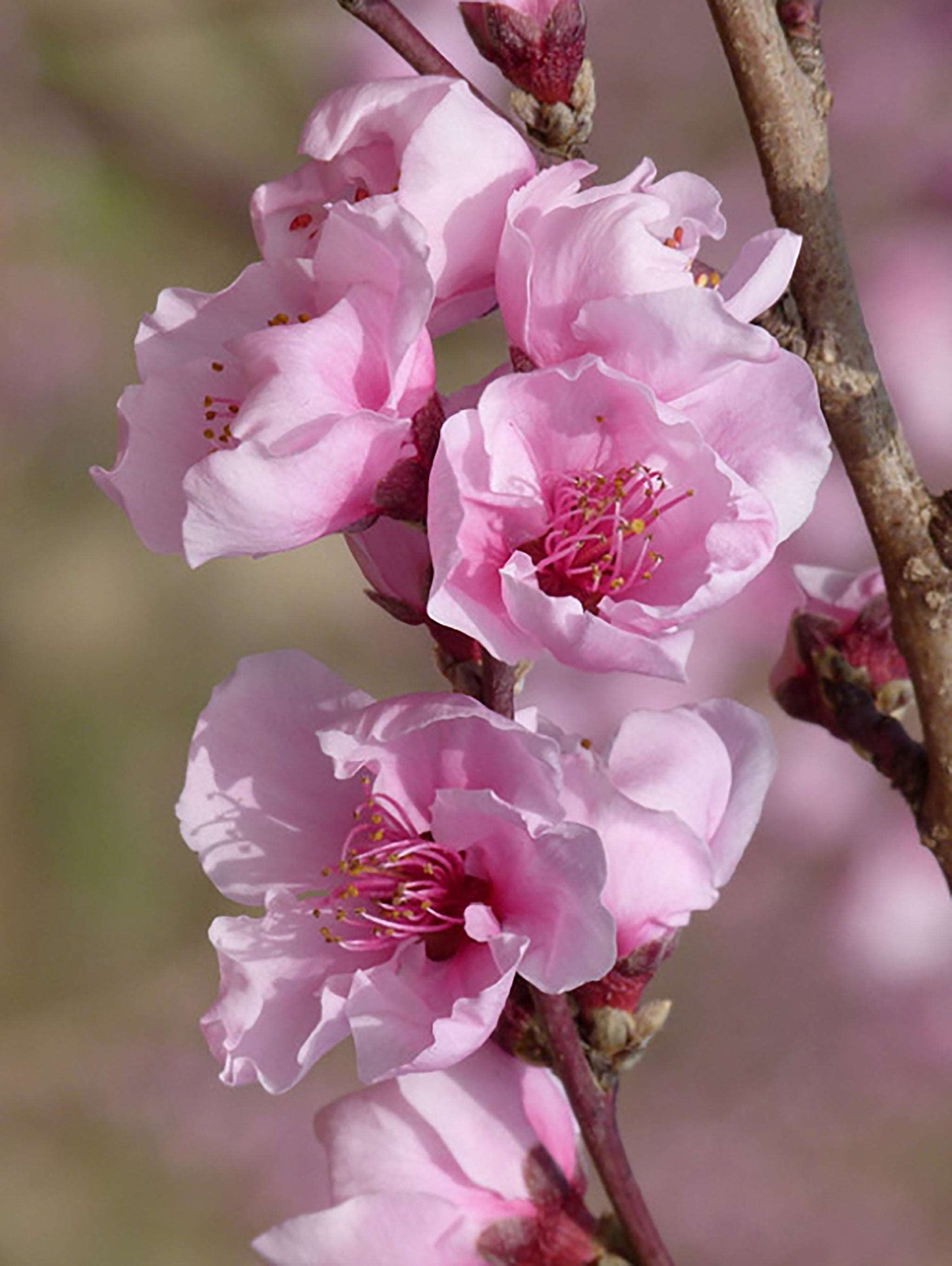 Reliance Peach