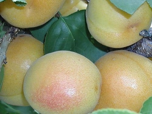 White Knockout White Apricot