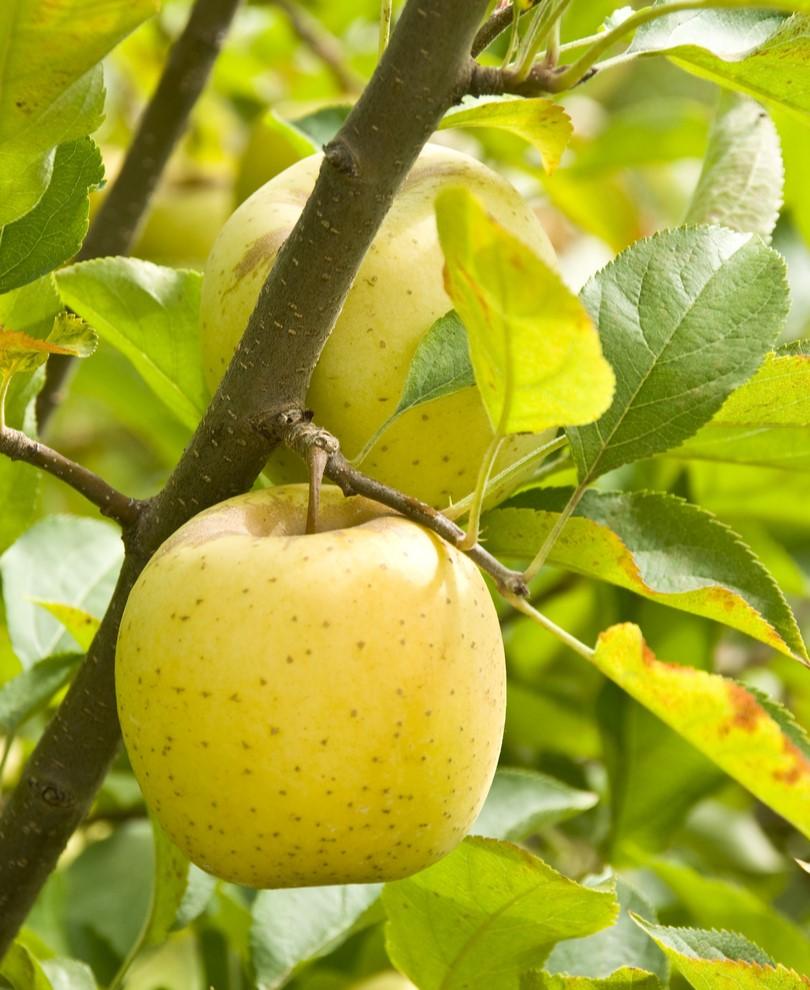 Ananas Reinette Apple