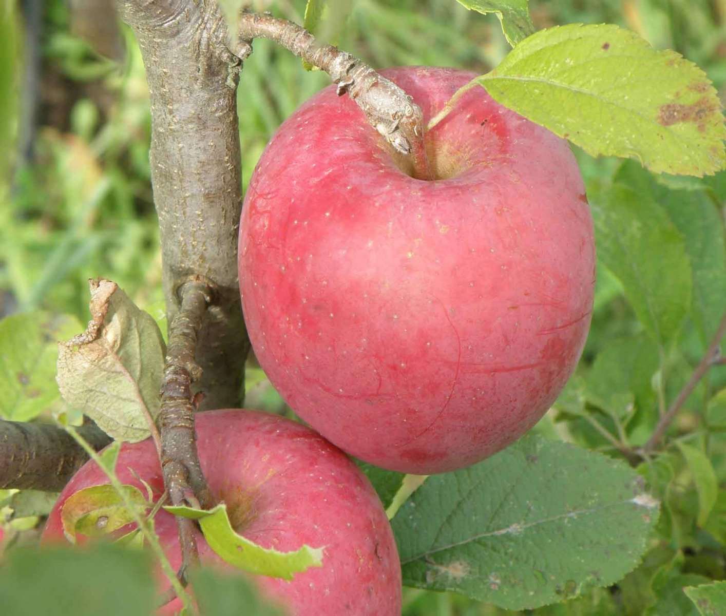 Beni Shogun Apple