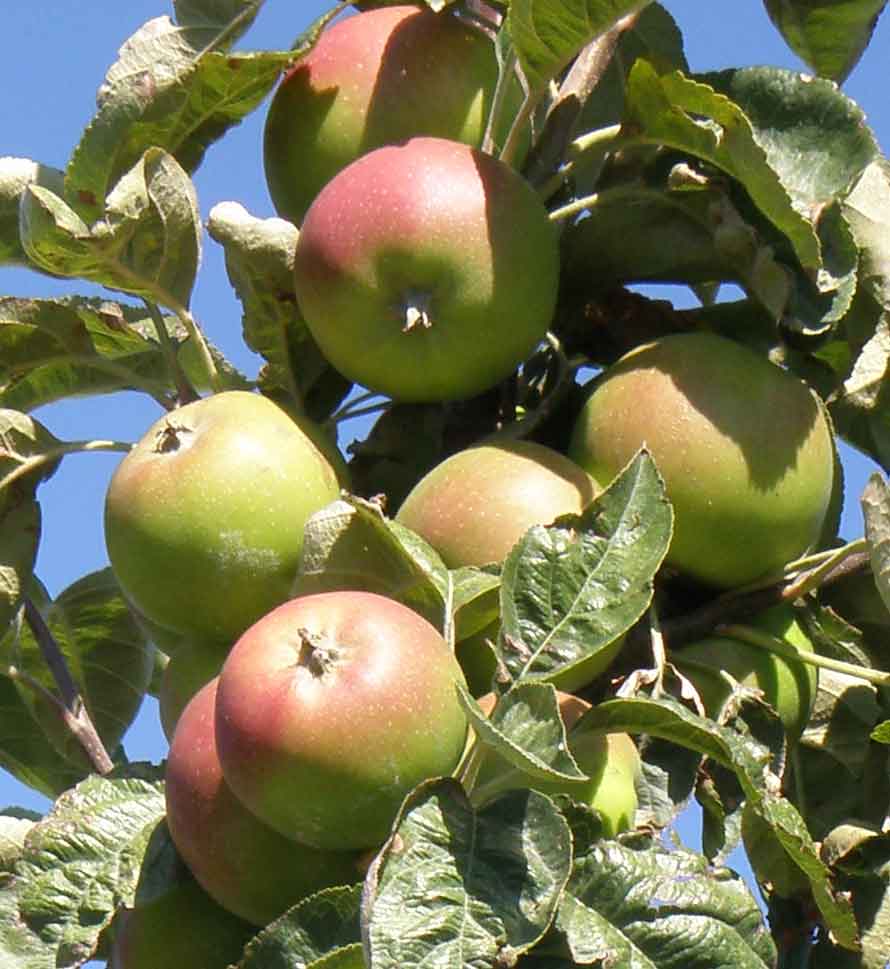 Campfield Cider Apple