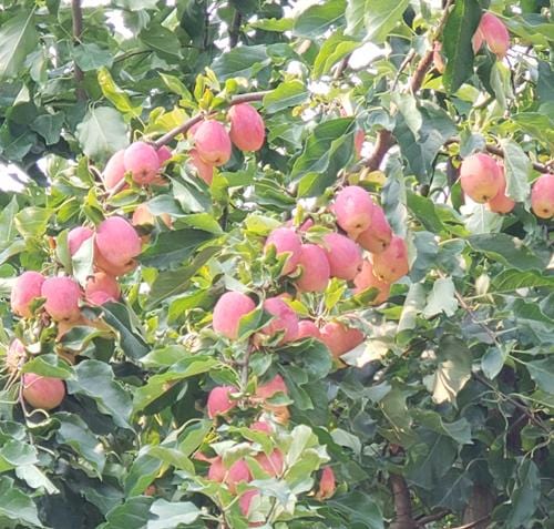 Centennial Crabapple