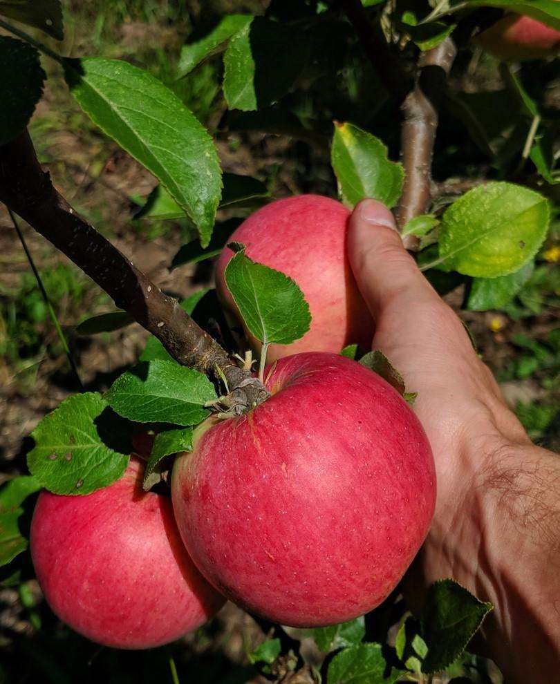 Fred Gravenstein Apple