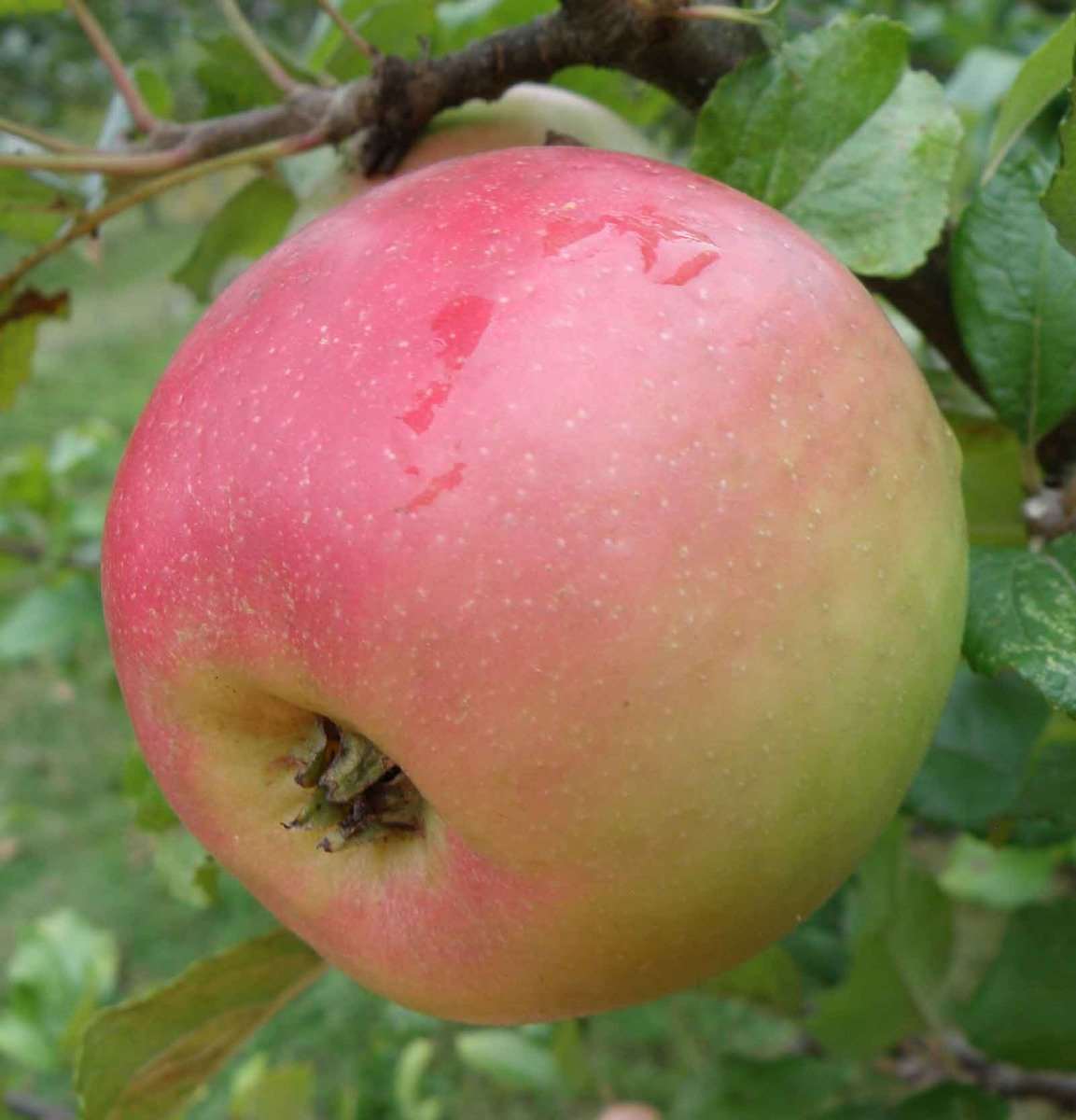 King Edward VII Apple