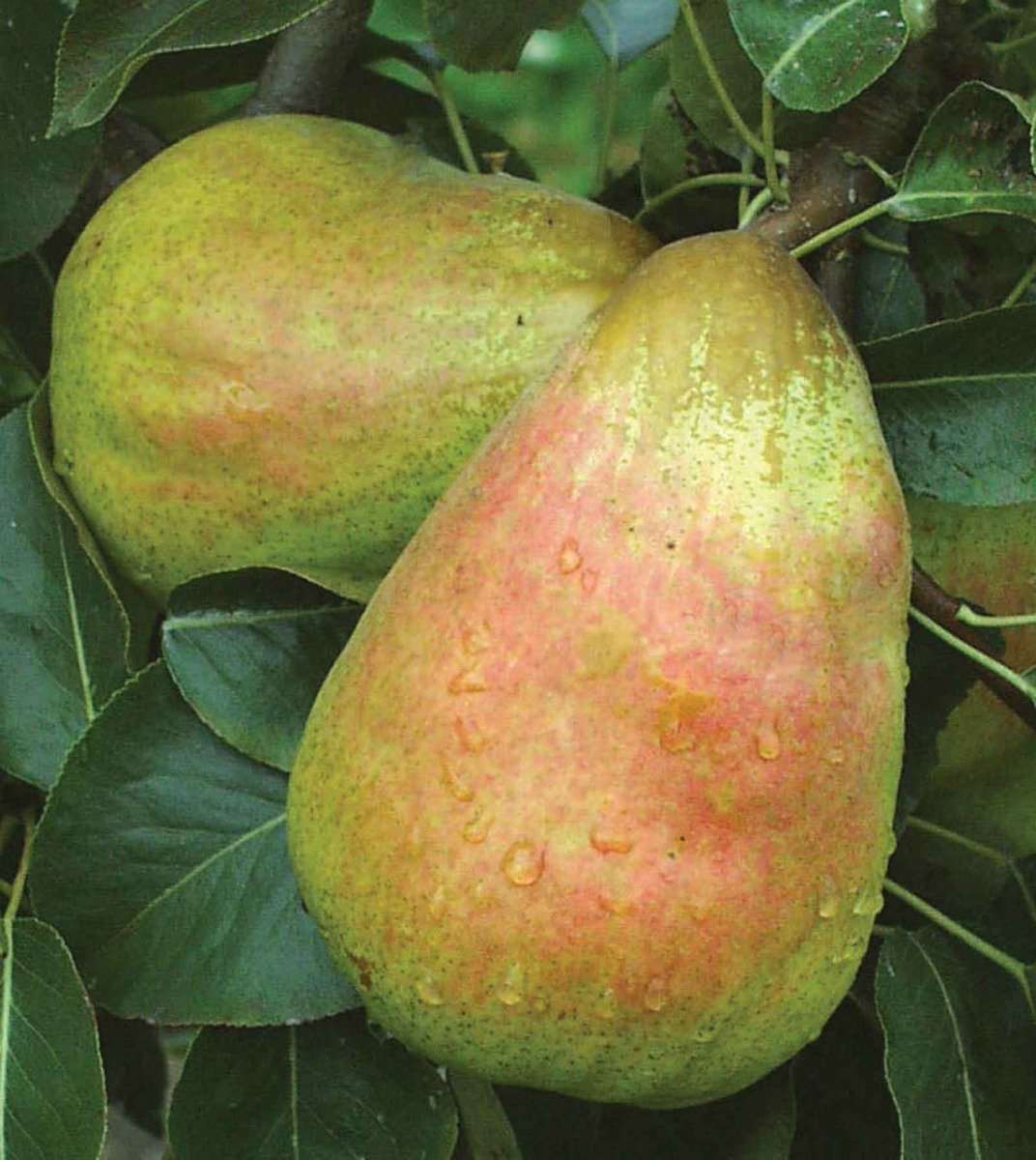 Bartlett European Pear