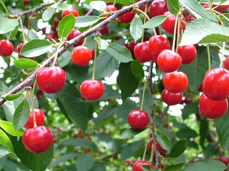 Balaton™ Cherry