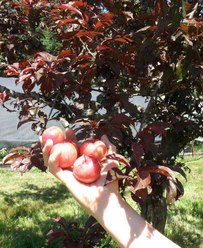 Cocheco Asian Plum