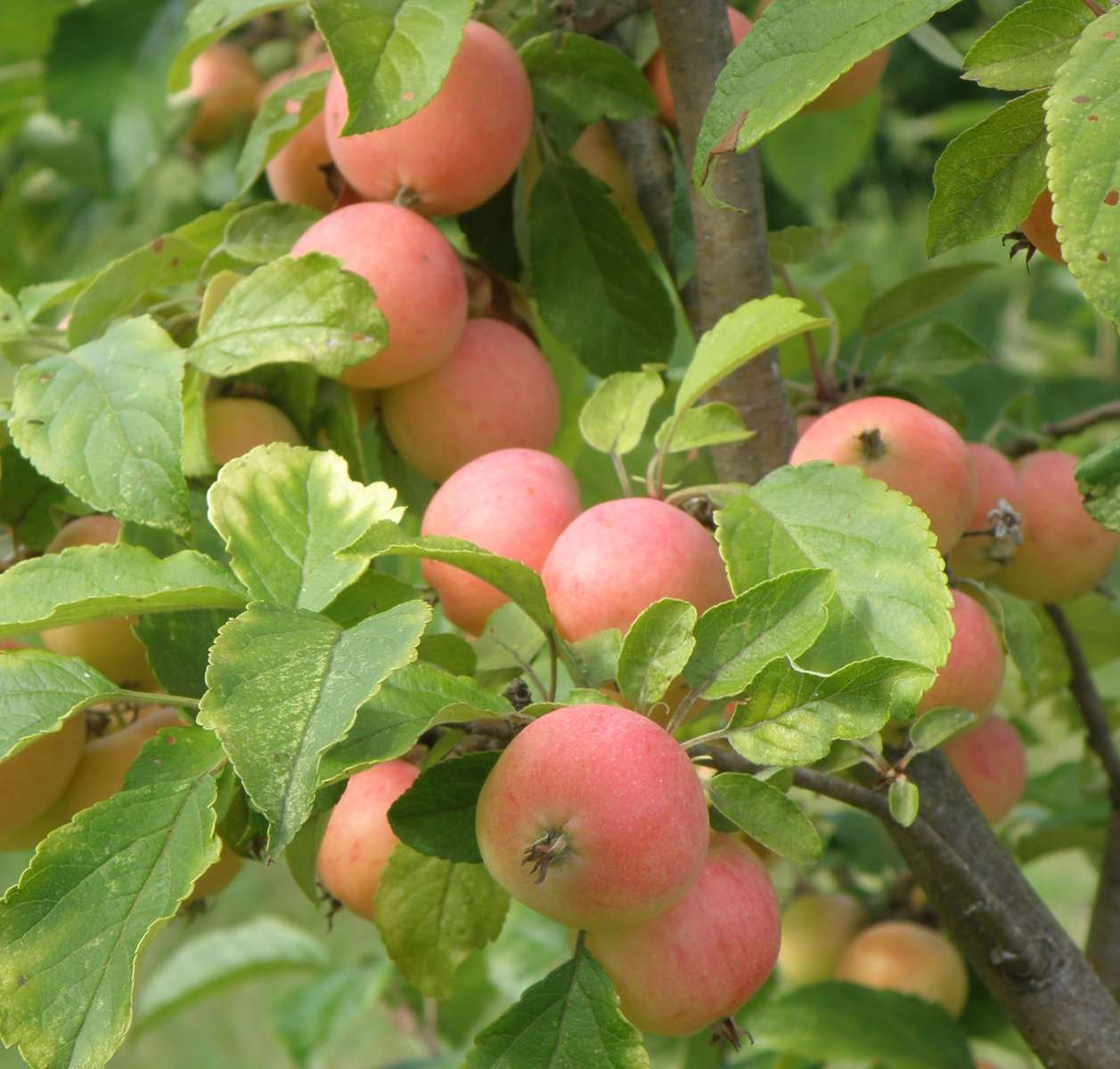 WSU Puget Spice Crabapple
