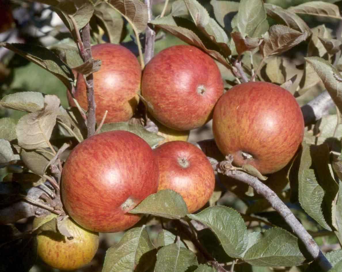 Dabinett Cider Apple