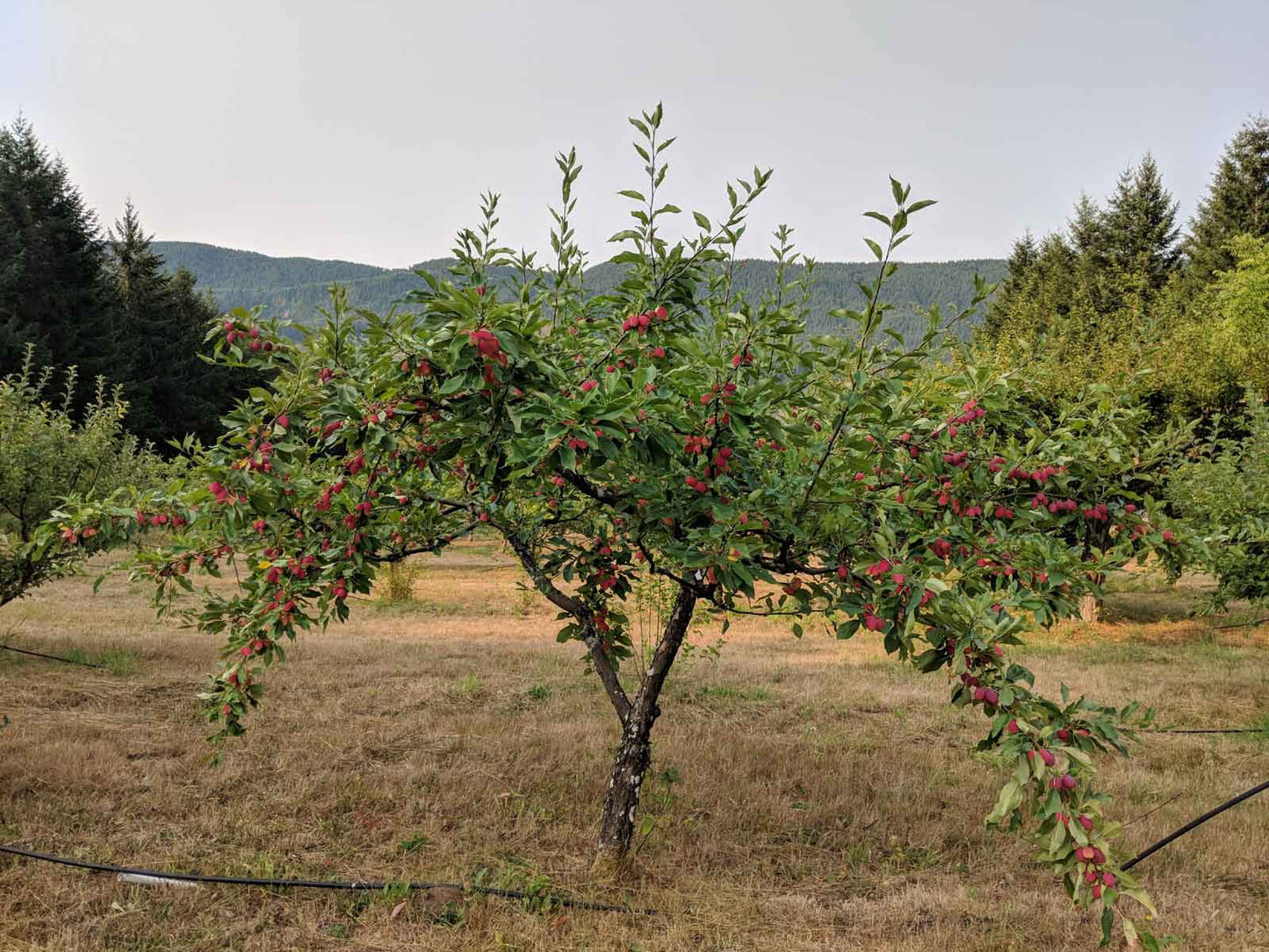 Evereste Crabapple