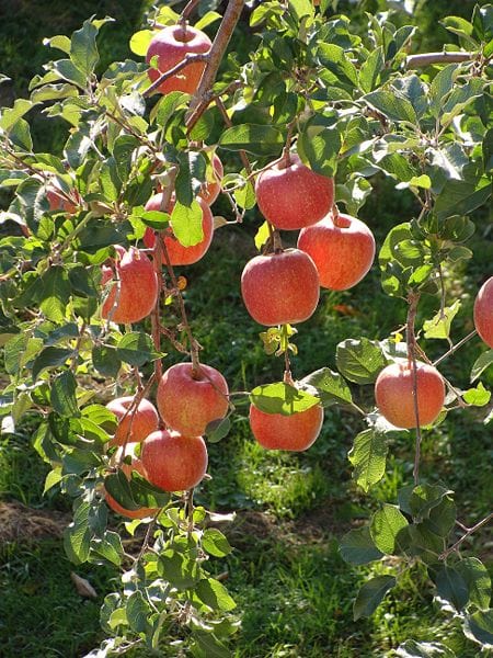 Fuji Apple