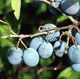 Jersey Beach Plum