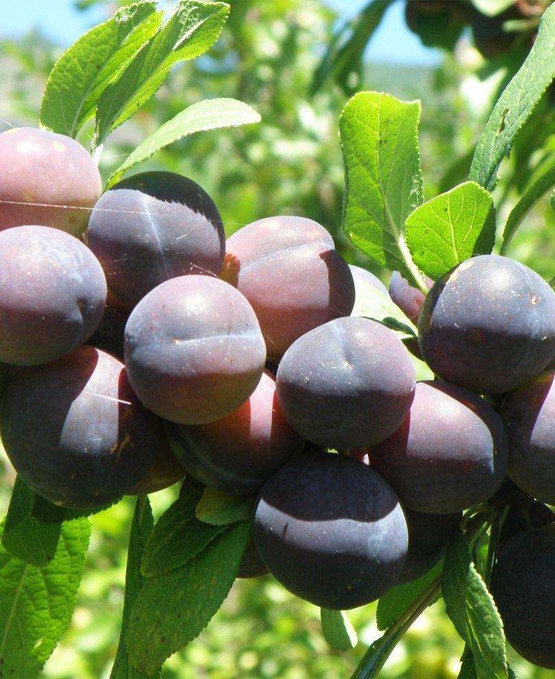 Jam Session European Plum
