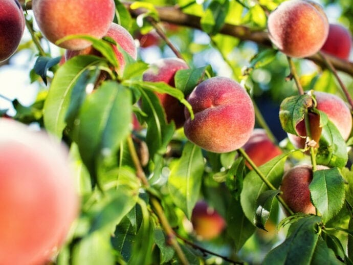 Pretty Perfect Peach Bundle No.1