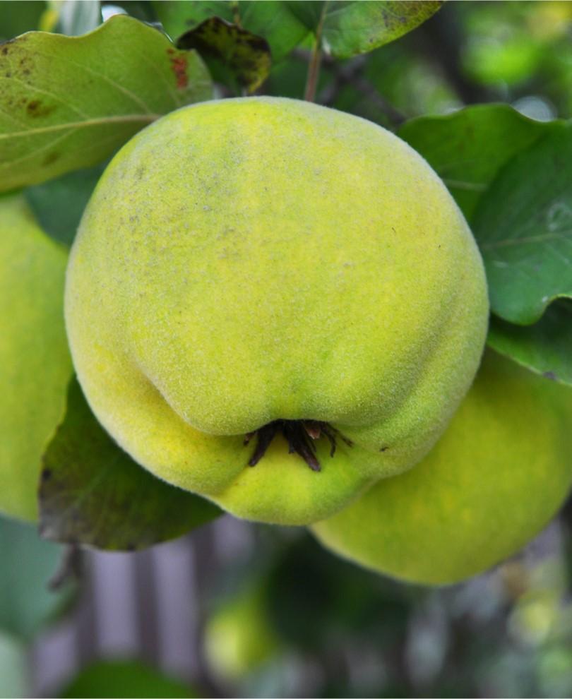 Karp's Sweet Quince