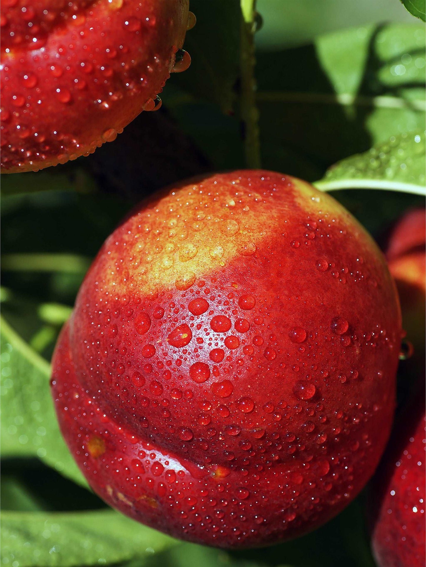 Flavortop Nectarine