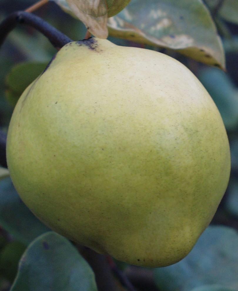 Orange Quince