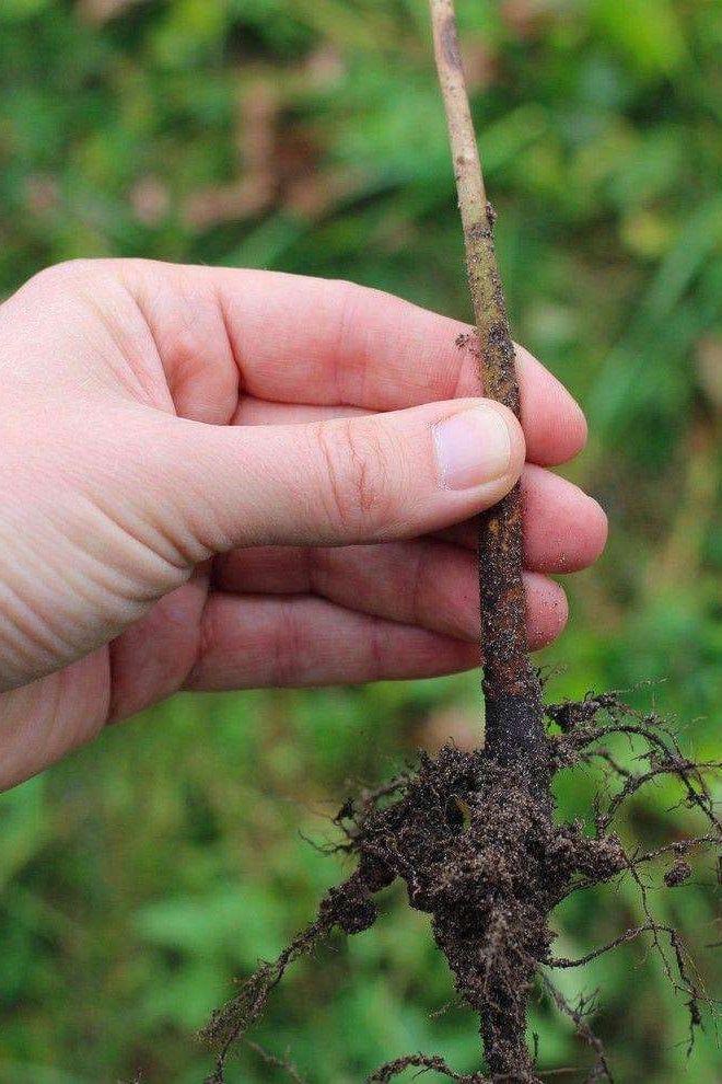 Mazzard Cherry Rootstock