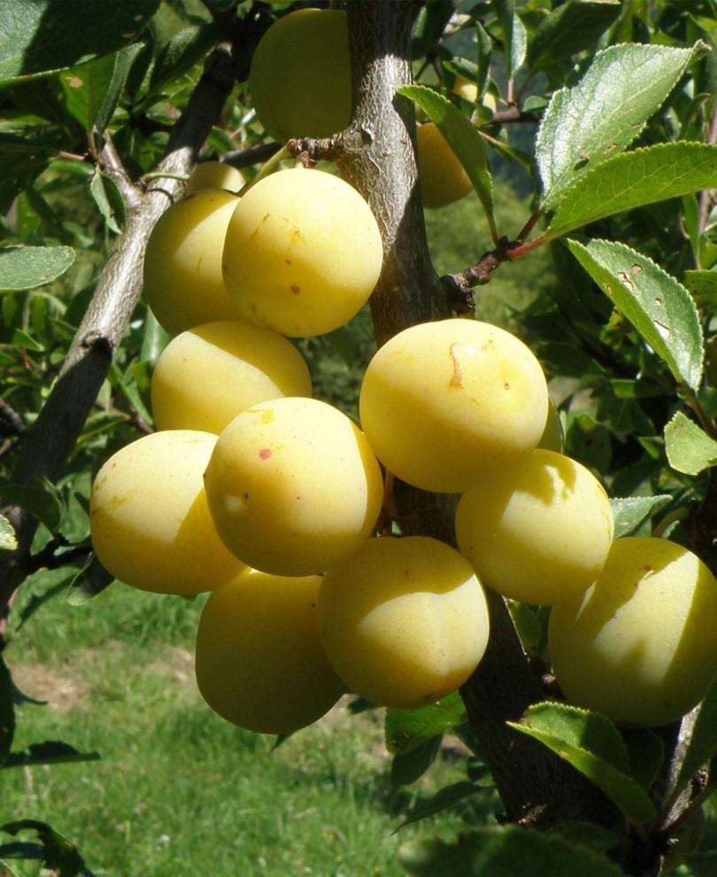 Parfume De September European Plum