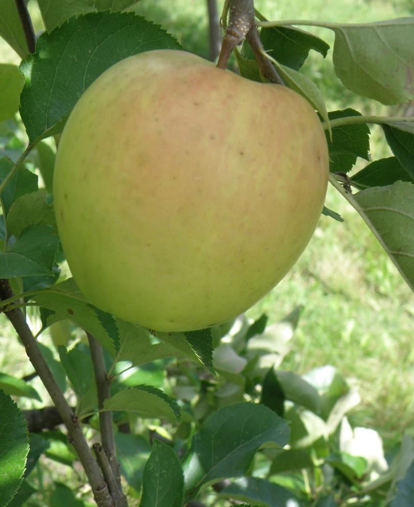 Shizuka Apple