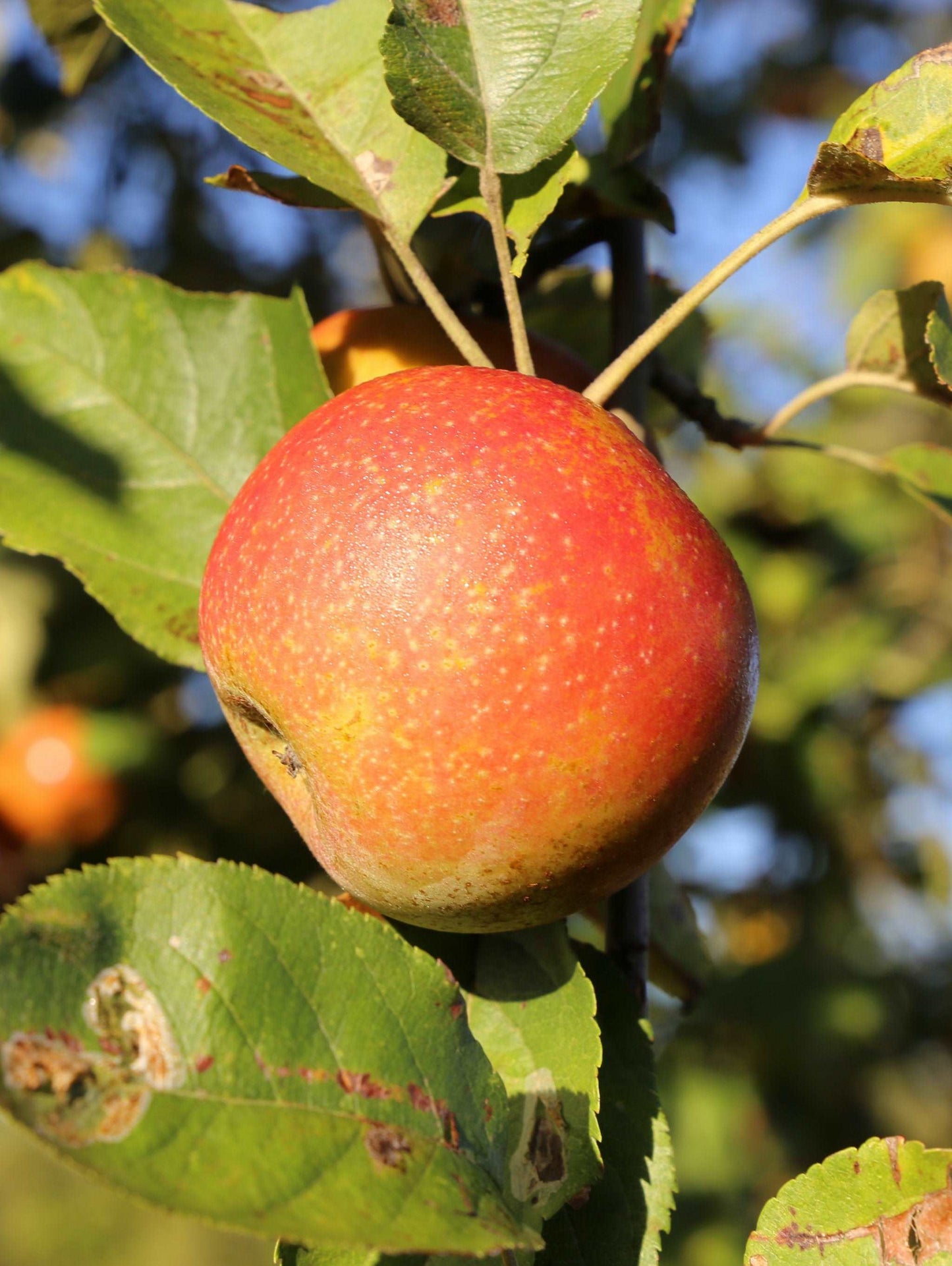 Snow Fameuse Apple
