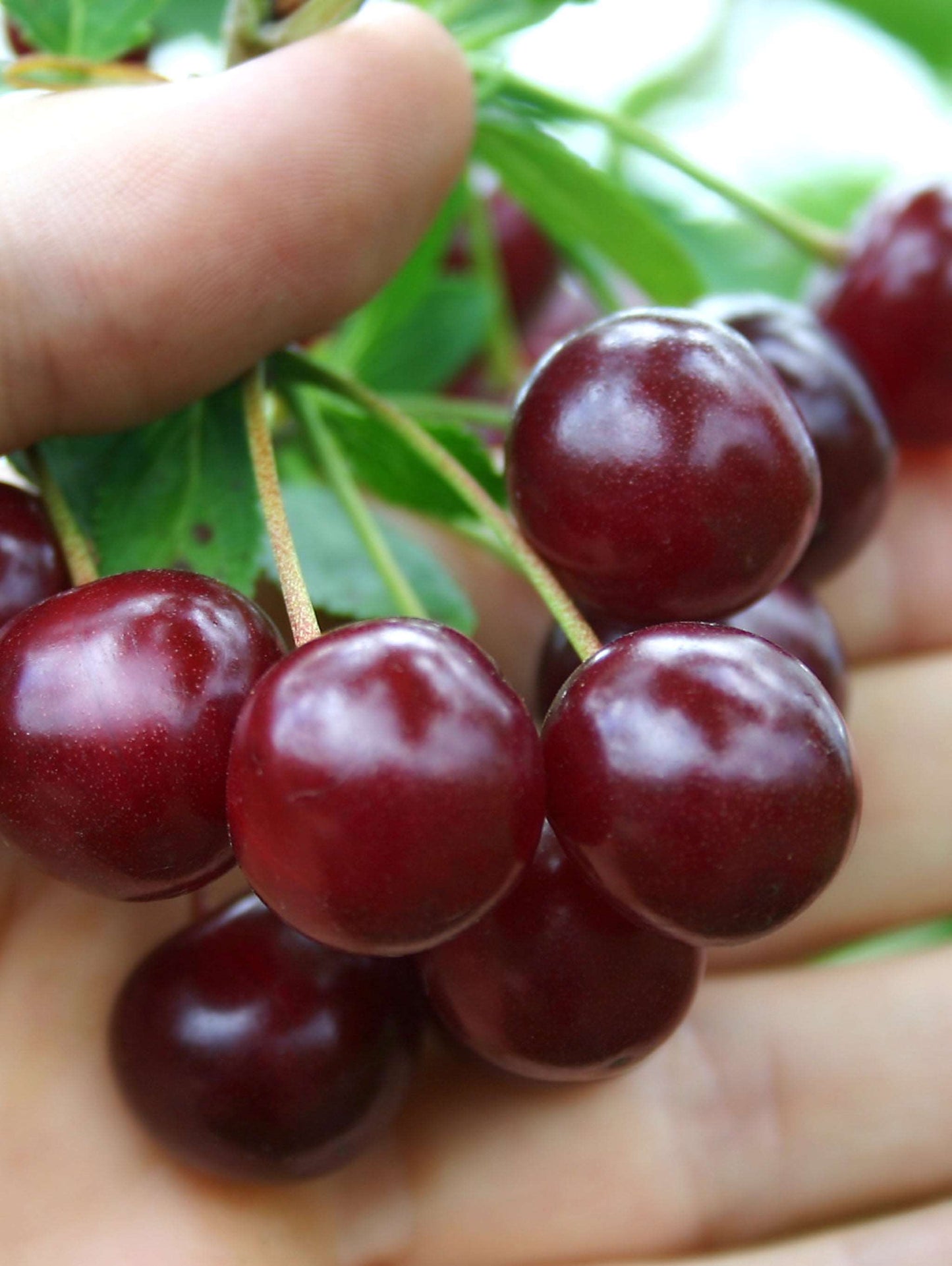 Black Tartarian Cherry