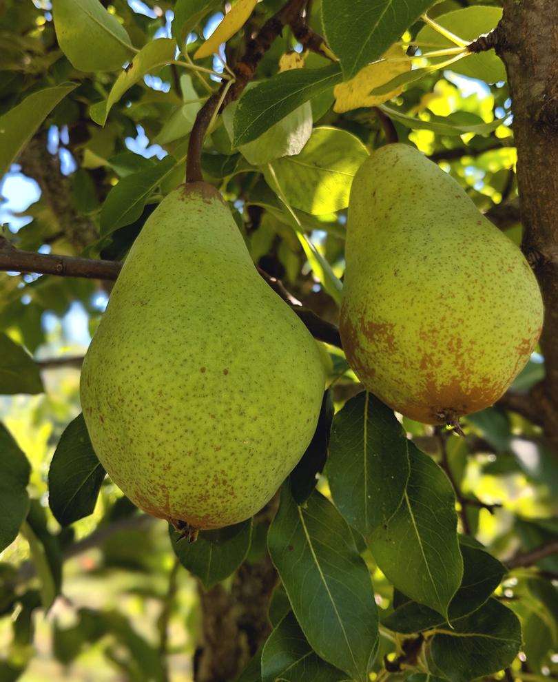 Butt European Perry Pear