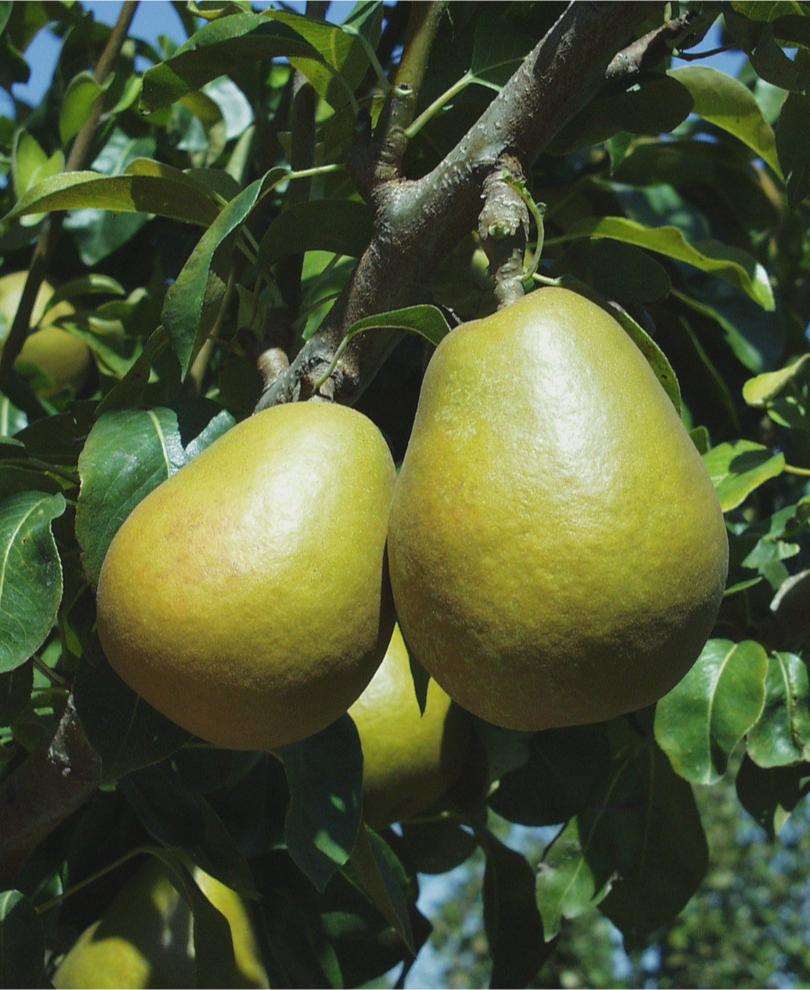 Blake's Pride European Pear