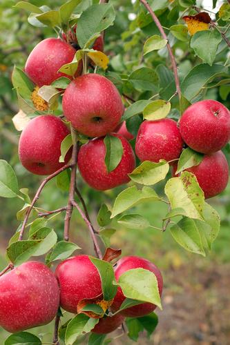 Honeycrisp Apple