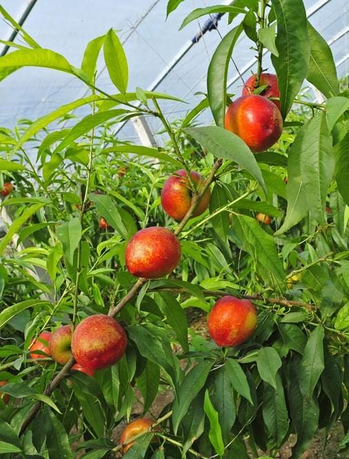 Hardired Nectarine