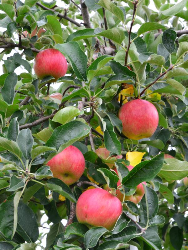 Foxwhelp Cider Apple