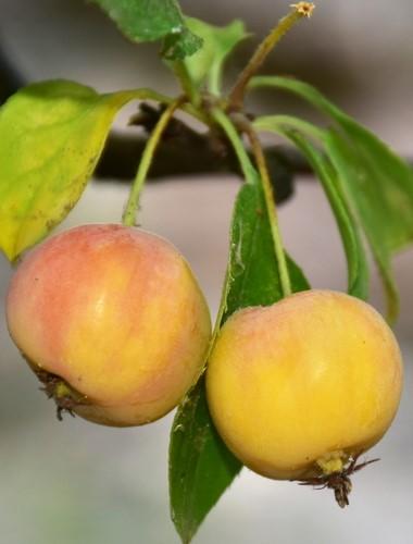 Hewes Virginia Crabapple