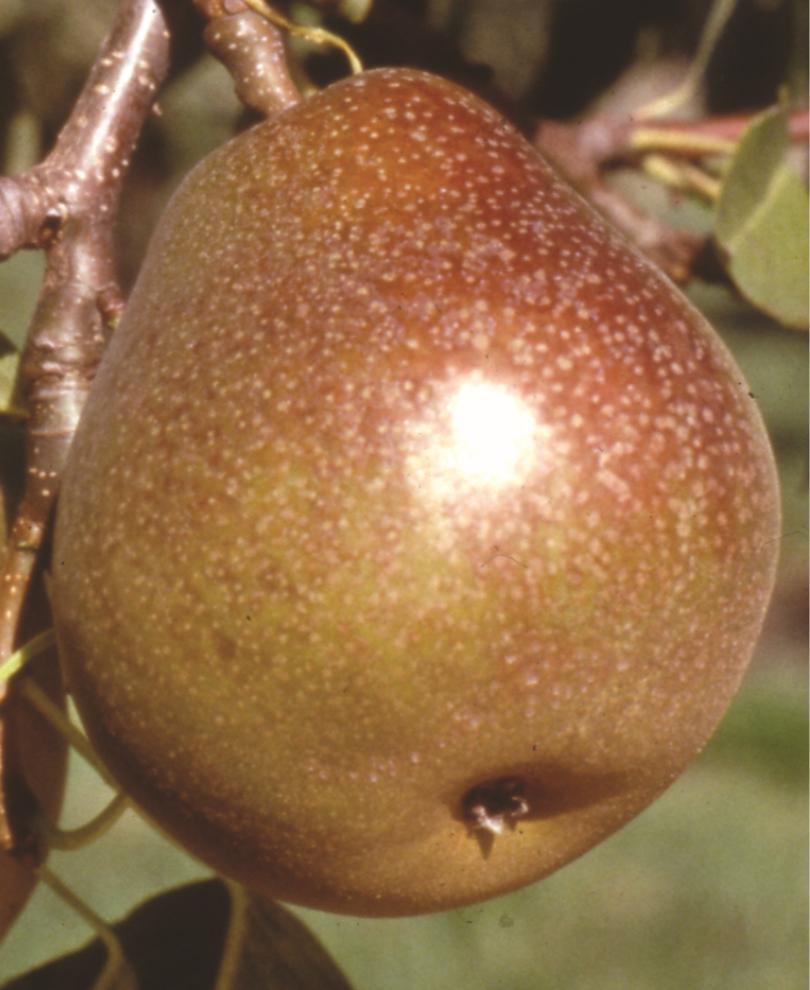 Honey Sweet European Pear
