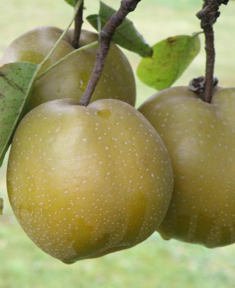 Atago Asian Pear