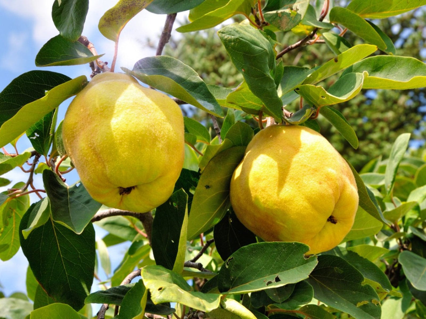 Crimea™ Quince