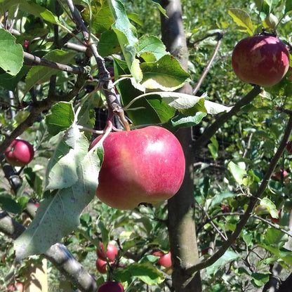  Honeycrisp And Melrose Apple Bundle (3 Trees)