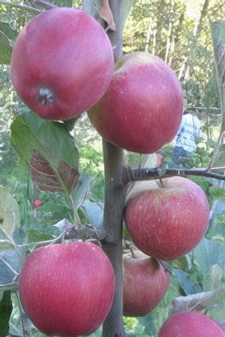  Frequin Rouge Cider Apple