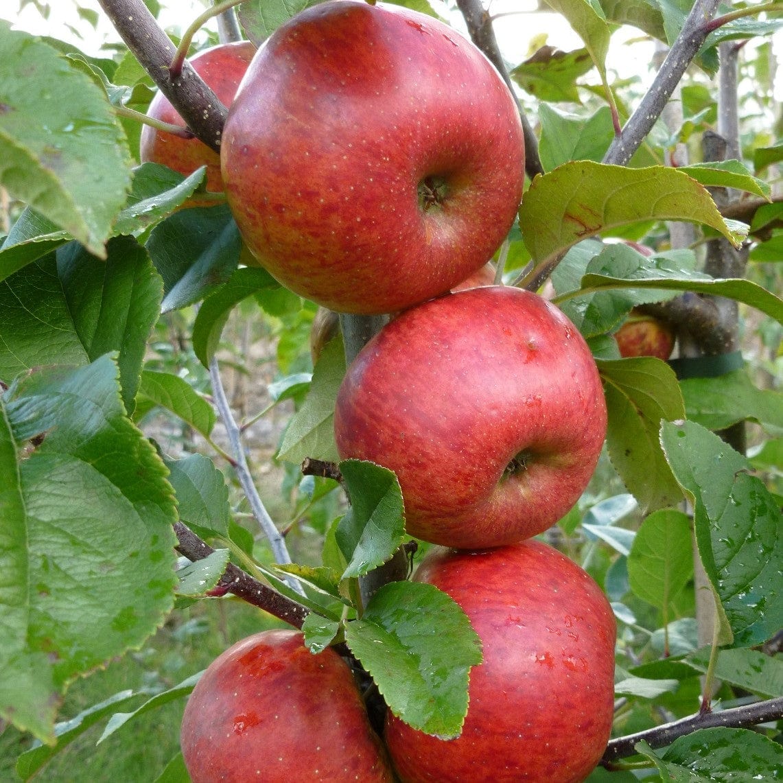  Unbeatable Urban Apple Bundle (3 Trees)