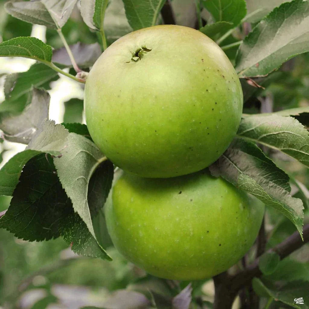  Granny Smith Apple