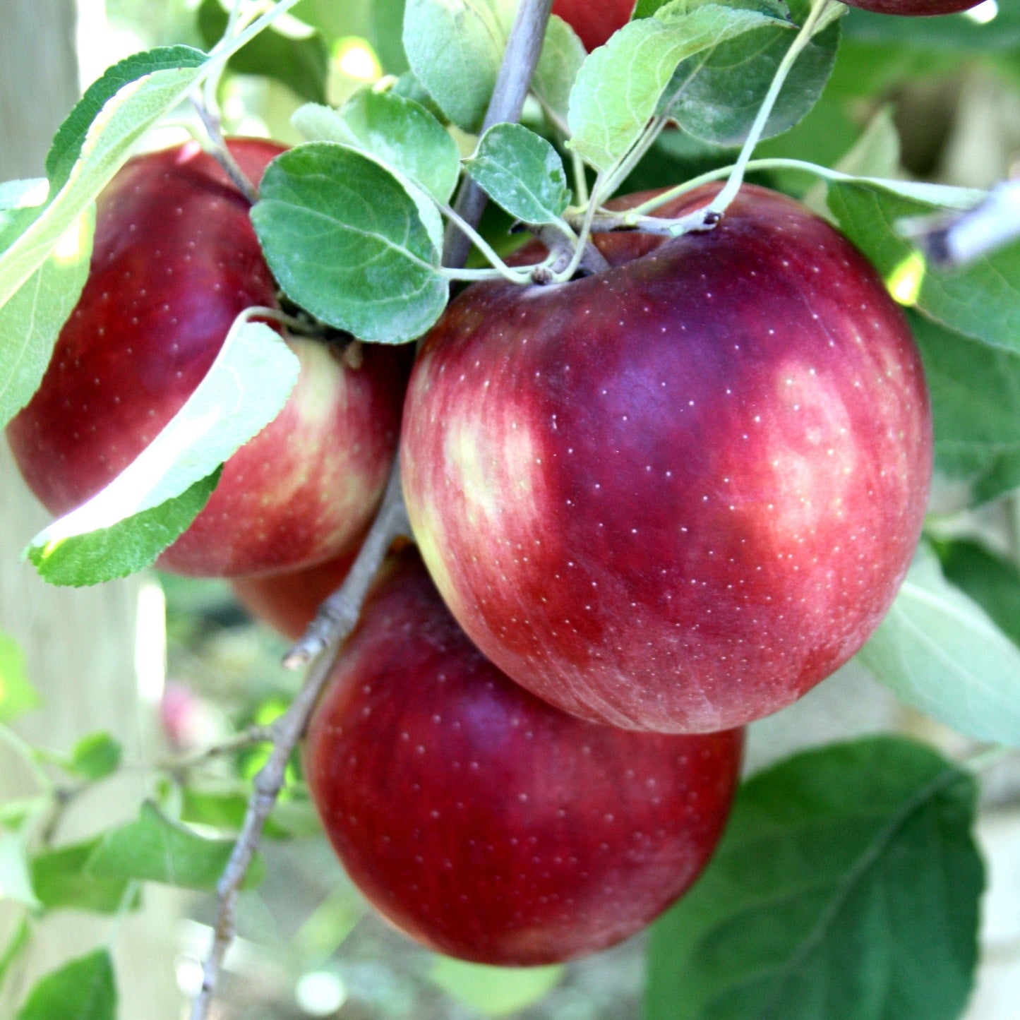  Cosmic Crisp And Melrose Apple Bundle (3 Trees)