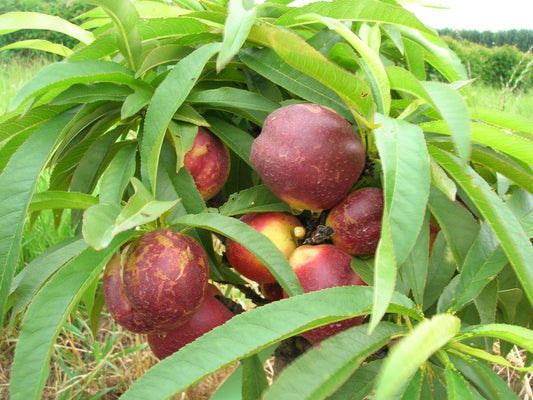  Garden Delight Nectarine-Miniature