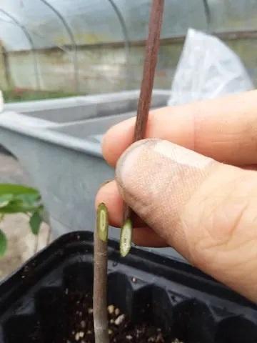  Custom Graft