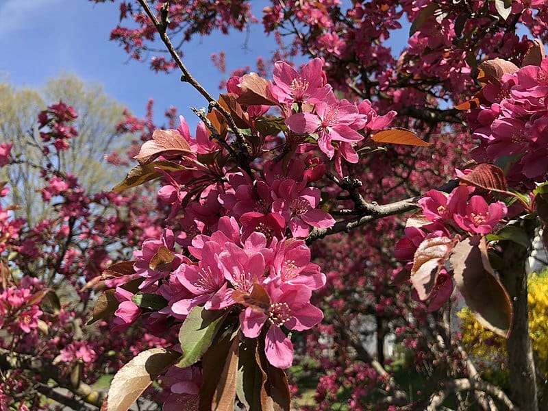  Hansen's Red Fleshed Crabapple