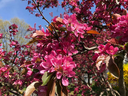  Hansen's Red Fleshed Crabapple