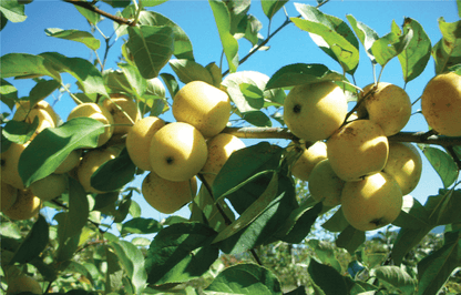  Harrison Cider Apple